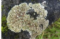 Squamarina cartilaginea