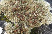 Squamarina cartilaginea
