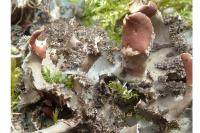 Peltigera praetextata
