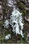 Ramalina fraxinea