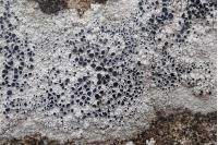 Tephromela atra var. calcarea