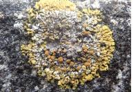 Variospora flavescens