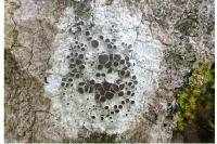 Lecanora horiza