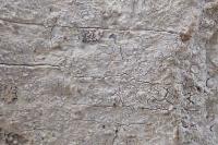 Pachnolepia pruinata