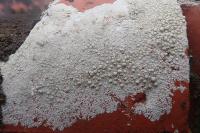 Glaucomaria rupicola