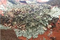 Xanthoparmelia conspersa