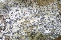 Diplotomma alboatrum