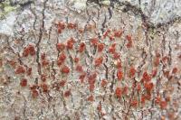 Coniocarpon cinnabarinum