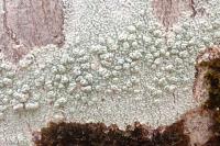 Pertusaria pertusa