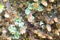 Normandina pulchella