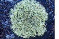 Rhizocarpon geographicum