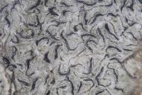 Graphis pulverulenta