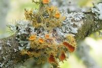 Teloschistes chrysophthalmos