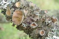 Pleurosticta acetabulum