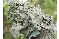 Parmotrema reticulatum