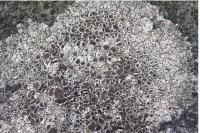 Lecanora campestris