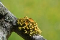 Polycauliona polycarpa