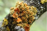Teloschistes chrysophthalmos