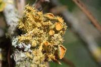 Teloschistes chrysophthalmos