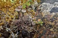 Cladonia pocillum
