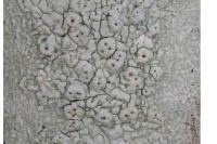 Pertusaria pertusa