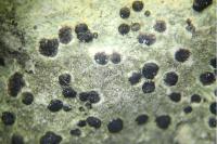Porpidia crustulata