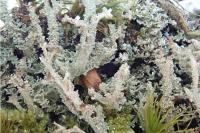 Cladonia squamosa var. subsquamosa