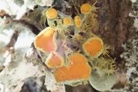 Teloschistes chrysophthalmos