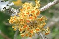 Teloschistes chrysophthalmos
