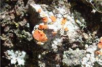 Blastenia ferruginea