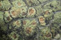 Lecanora conizaeoides