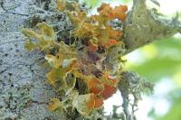 Teloschistes chrysophthalmos