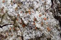 Bacidia rubella