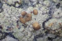 Traponora varians