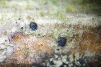 Arthopyrenia analepta