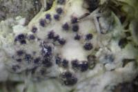 Lichenochora galligena