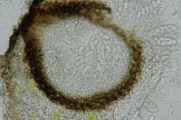 Lichenochora galligena