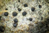 Porpidia crustulata