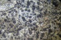 Rhizocarpon reductum