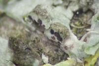 Lichenochora galligena