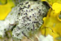 Lichenochora galligena