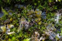 Scytinium schraderi
