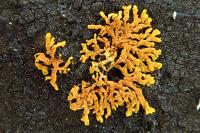 Xanthoria calcicola var. ectaniza