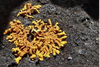 Xanthoria calcicola var. ectaniza
