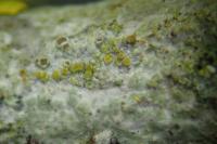 Athallia cerinella