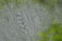 Athallia cerinella