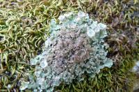 Cladonia pocillum