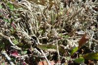 Cladonia subulata