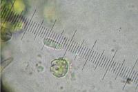 Catillaria nigroclavata