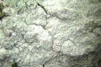 Phlyctis argena